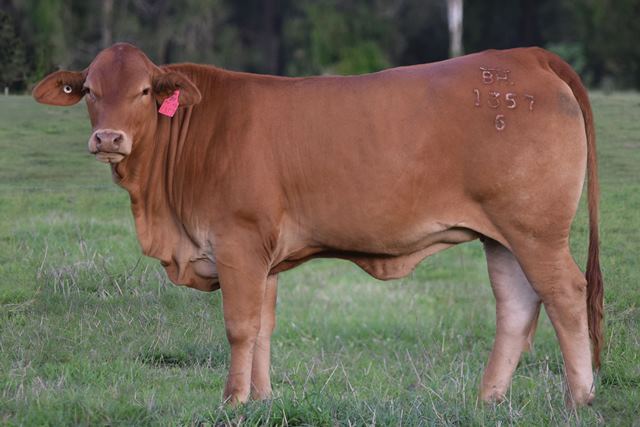Bryvonlea Fair Lass